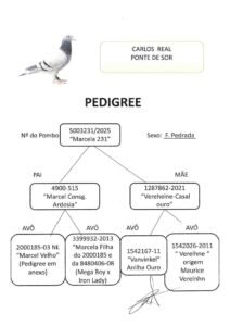 PT-5003231-25 - Image 2