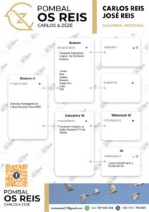 PT-5275140-25 - Image 2